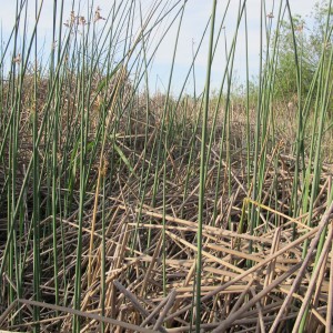 One of the restored wetlands on Twitchell Island, taken at eye level. Photo credit by Kelley Hamrick