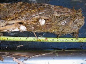 This shows the accretion, or gains, in biomass from one of the pilot wetlands on Twitchell Island. Photo credit by Steve Deverel.