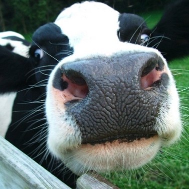 How Payments For Performance Can </br>Help California Dairy Farmers Meet The </br>State’s New Methane Requirements