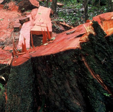 Europeans Importing More Timber From Conflict Zones