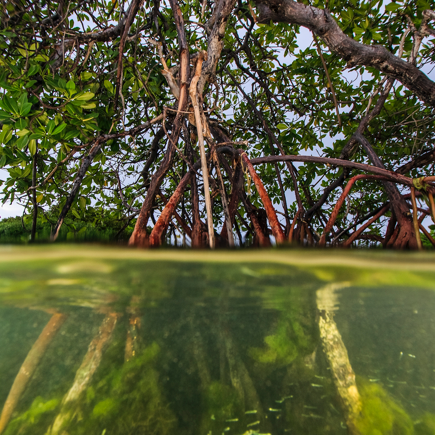 How Nature Can Get Us 37 Percent Of The Way To The Paris Climate Target