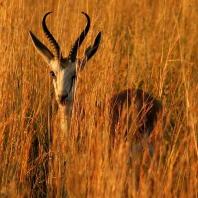 Cross-Sector Consortium Launches A New Portfolio Of Biodiversity Solutions For Business And Government