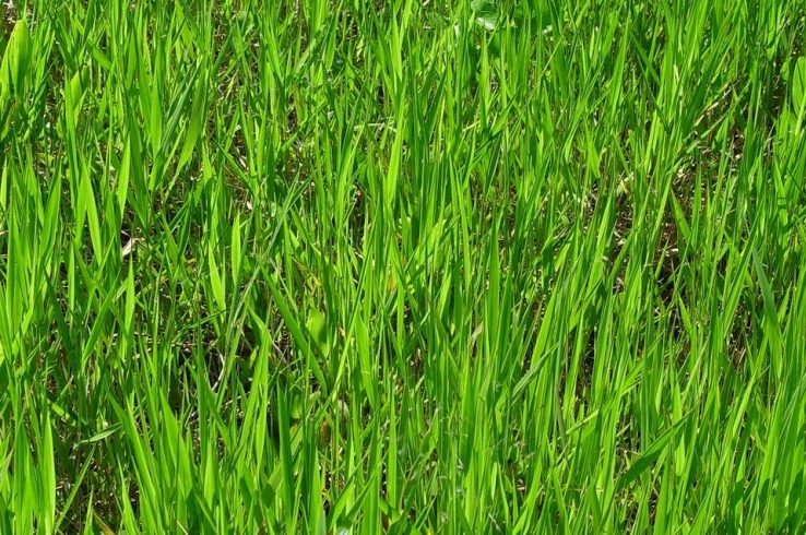 UN Declares 2021-2030 the “Decade on Ecosystem Restoration”