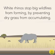 How Carbon Markets Can Boost Biodiversity And Slow Climate Change