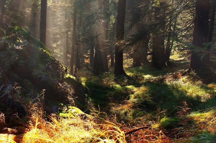 Carbon Prices for the UK Voluntary Carbon Market Published for the Third Year with Aim to Drive Transparency