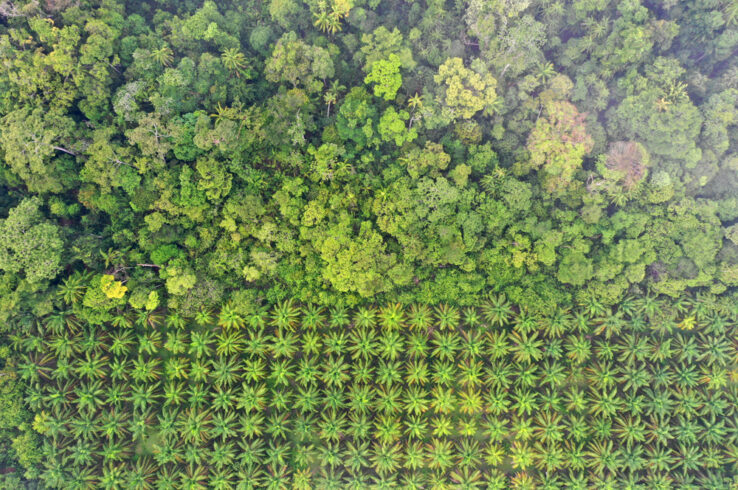 The Accountability Framework initiative (AFi) on three key actions for companies in 2025 to remove deforestation from agricultural and forestry supply chains
