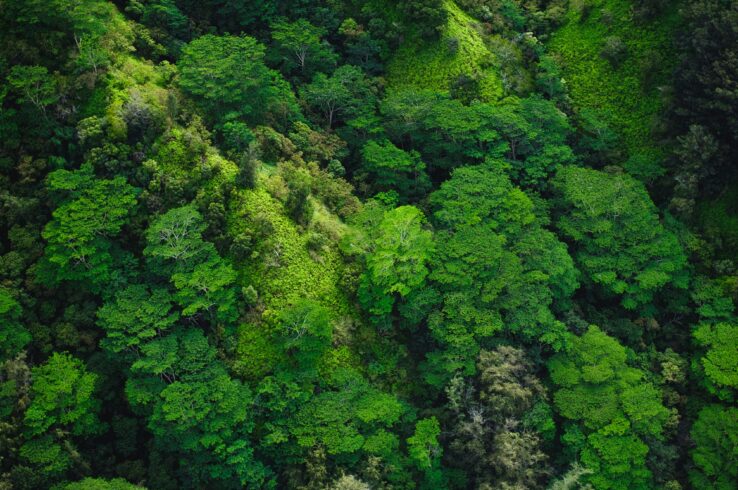 ICVCM Releases First Continuous Improvement Report Targeting Carbon Market Permanence Challenges