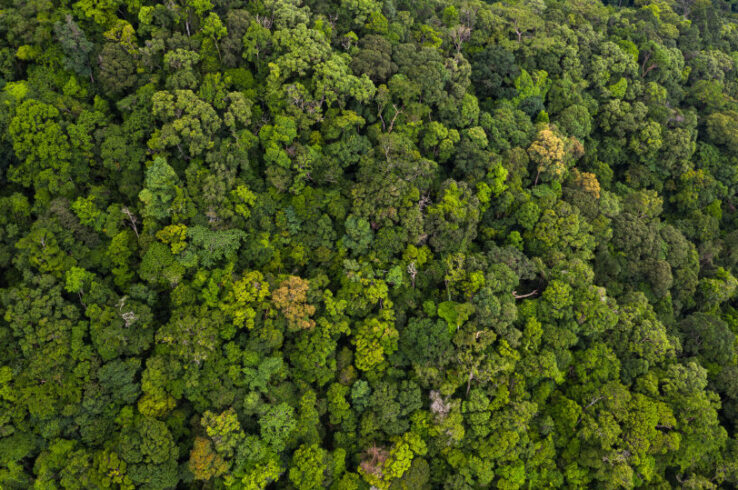 Takeaways for Developing CCP-approved Projects for Nature-based Solutions