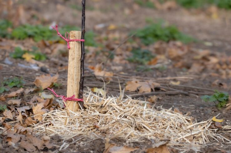 Market Fixers: The New Economics of Carbon Credit Creation